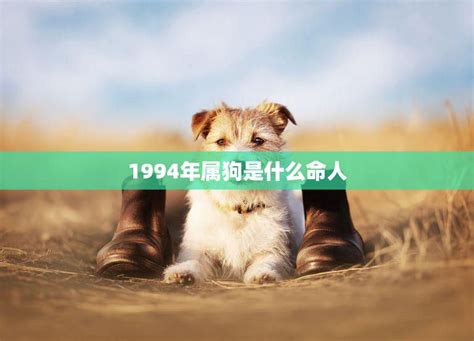 1994是什么狗|1994年属狗是什么命 1994年属狗的是什么命